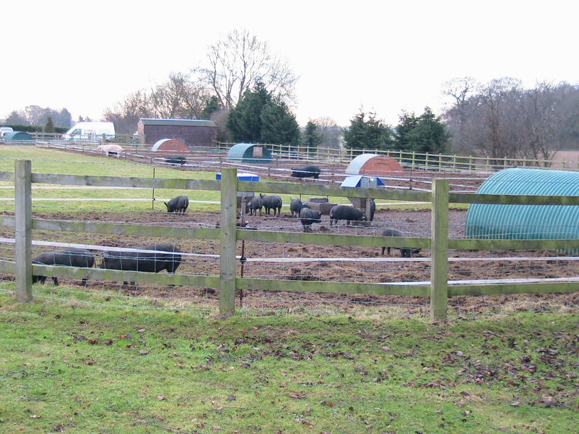 Berkshire Rare Breed Pigs